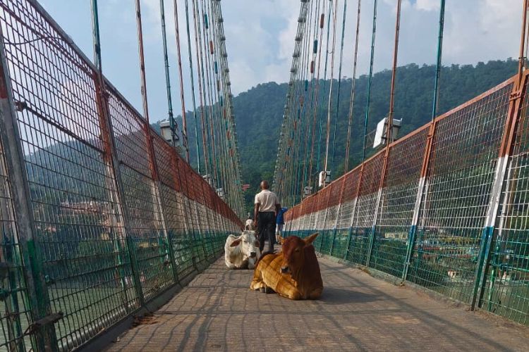 Retiro de Yoga y Naturaleza en India