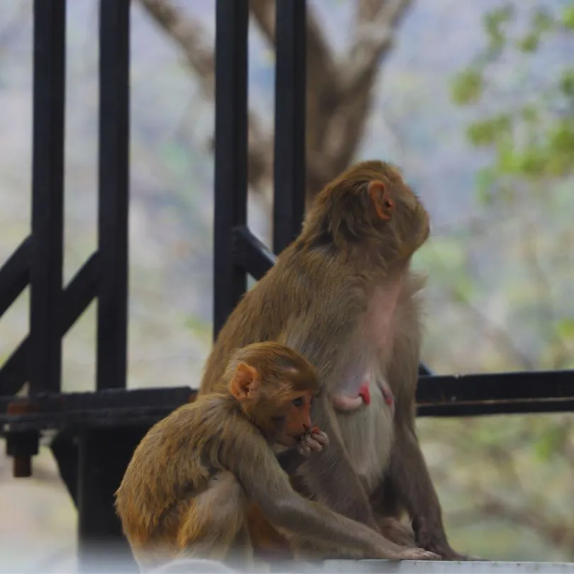 Monkey picture taken duing yoga retreat in rishikesh